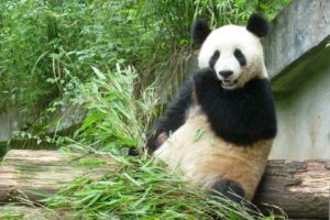 ZOO Schonbrunn - Bontour