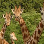 ZOO Olomouc - Bontour