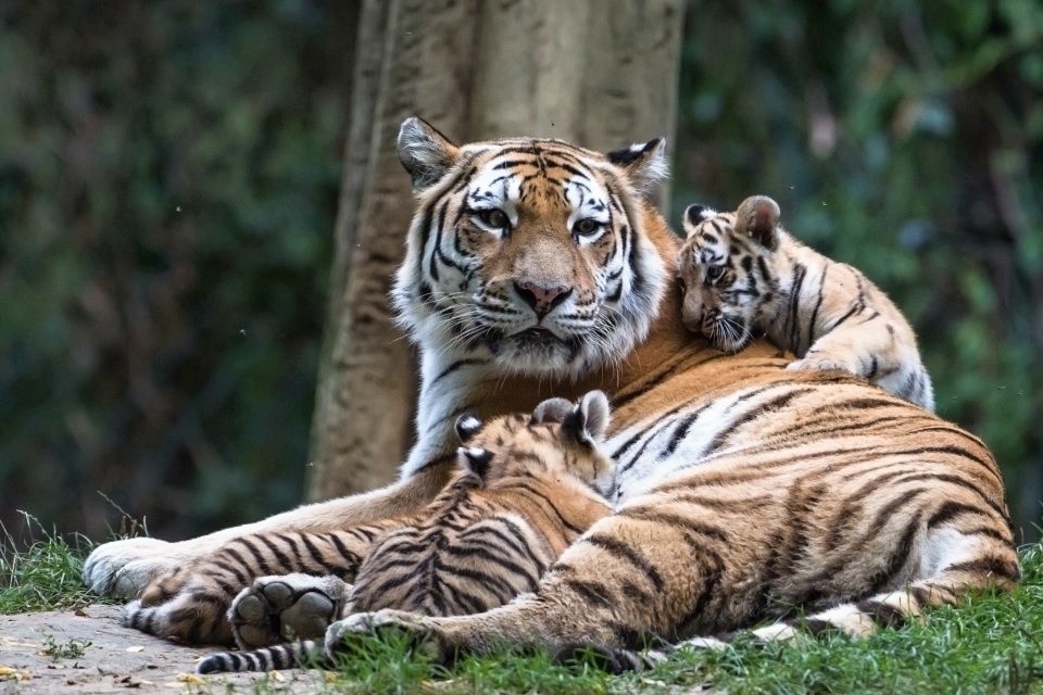 ZOO Lešná - Bontour