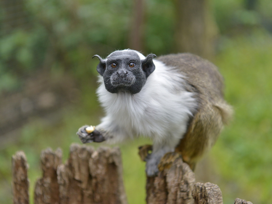 ZOO Lešná - Bontour